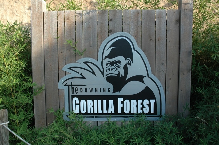 Gorilla Forest